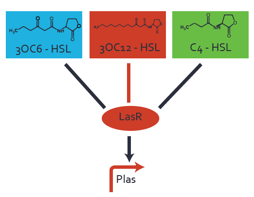 Figure 1 Overview of possible crosstalk of the LasR/pLas system with three different AHLs. Usually, 3OC12-HSL binds to its corresponding regulator, LasR, and activates the pLas promoter (red). However, LasR may also bind 3OC6-HSL (light blue) or C4-HSL (green) and then unintentionally activate pLas.
