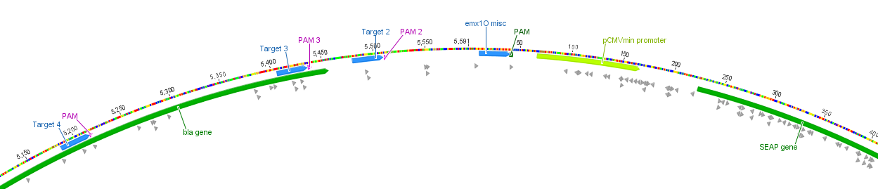 Activation targets on SEAP plasmid Freigem 2013.png