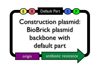 BioBrickconstructionplasmid.png