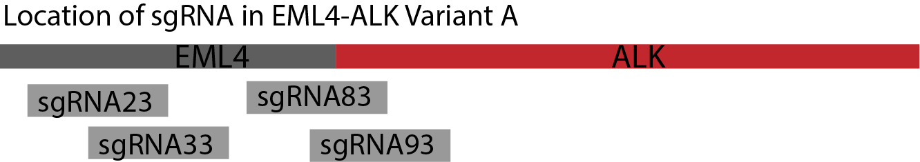 BGIC-Union Part sgRNA Figure6.png
