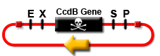 CcdB Plasmid.png