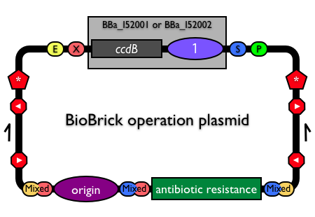 BioBrickoperationvector.png