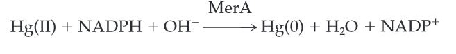 MerAReactionmechanism.jpg