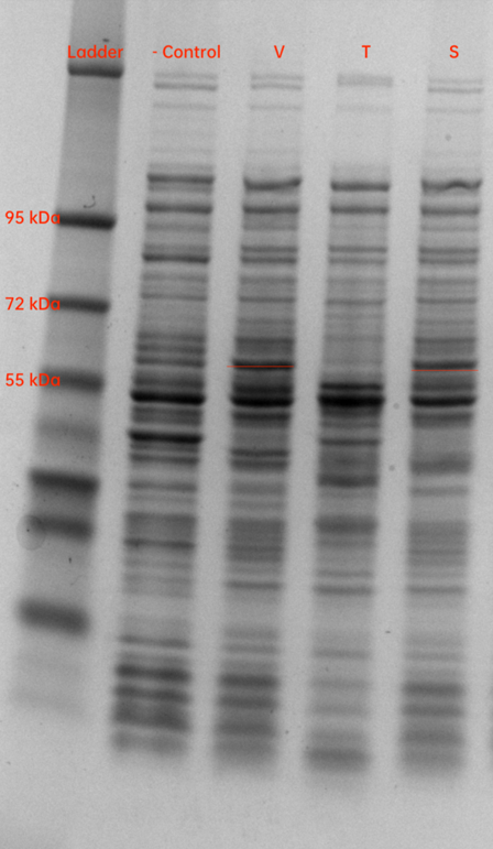 SDS PCR MHET2.png