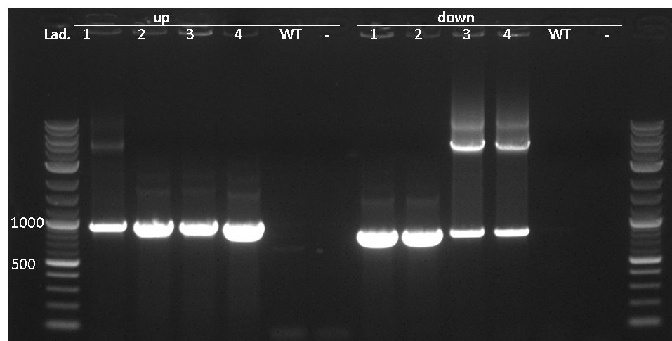 LMU-Munich-Gelfoto colony PCR.png