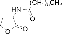 Heptanoyl-homoserine lactone.GIF