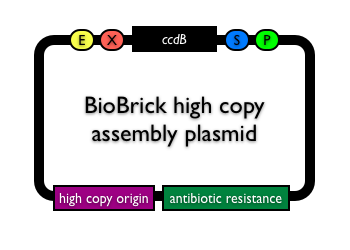 BioBrickhighcopyassemblyvector.png