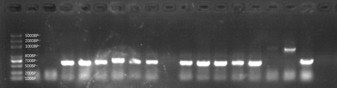 T--GreatBay SCIE--Fig.1 Colony PCR of our bacteria that carries the sequence of the aptamer through Gibson Assembly.png