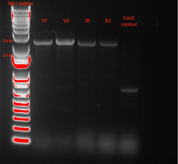 PCR MHET2.png