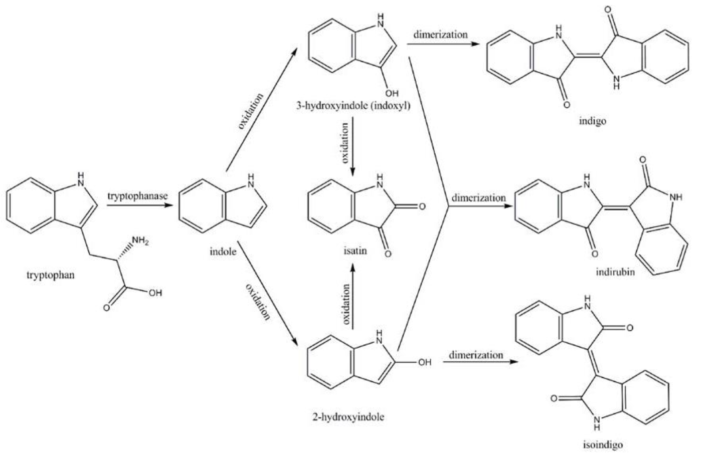 Pathway for converting tryptophan to indigoid compounds.png