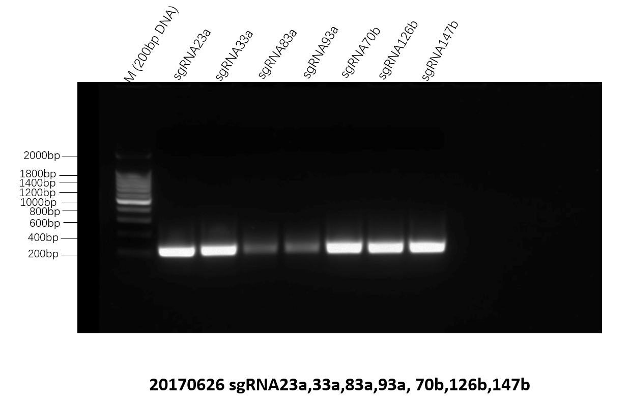 BGIC-Union Part sgRNA Figure2.png