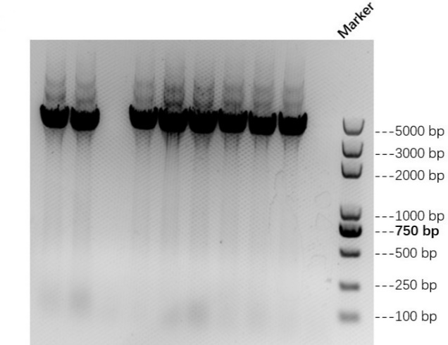 BBa K2965021-Figure 1. AsCas12a colony PCR..png