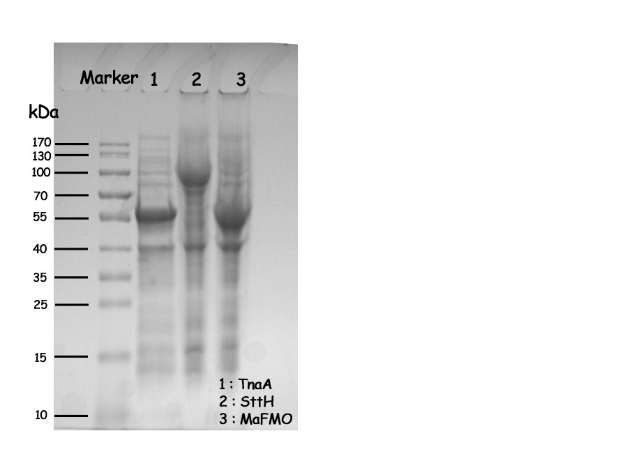 T--NWU-CHINA-A--SDS-PAGE result of TnaA, SttH, MaFMO.jpg