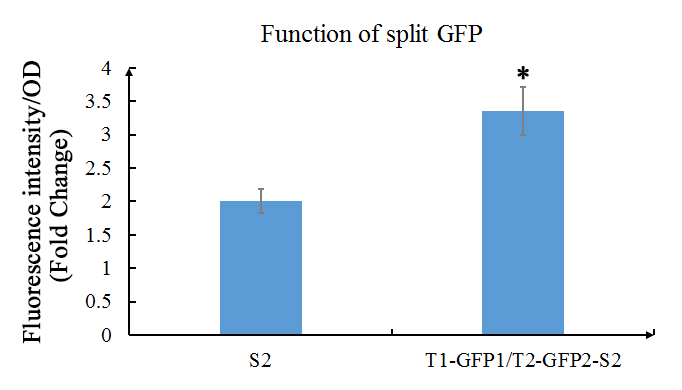 Function of split GFP.jpg