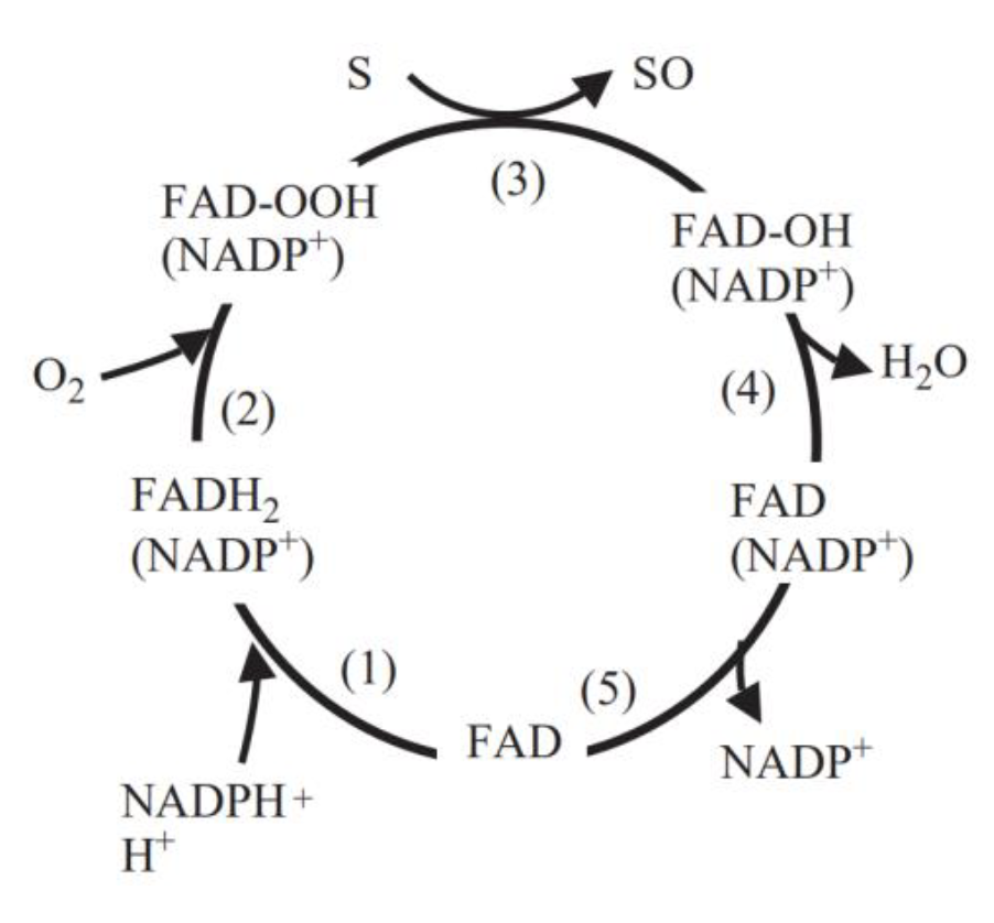 Catalytic cycle of flavin-containing monooxygenase.png