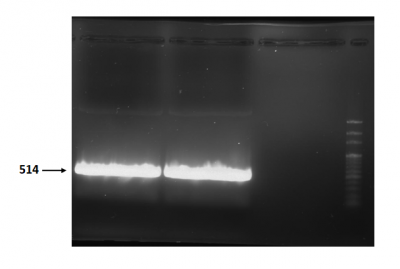 T--NYMU-Taipei--Endolysin PCR 514bp.png