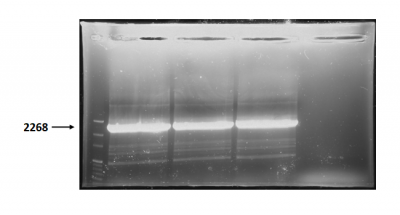 T--NYMU-Taipei--Endolysin BB PCR 2268bp.png
